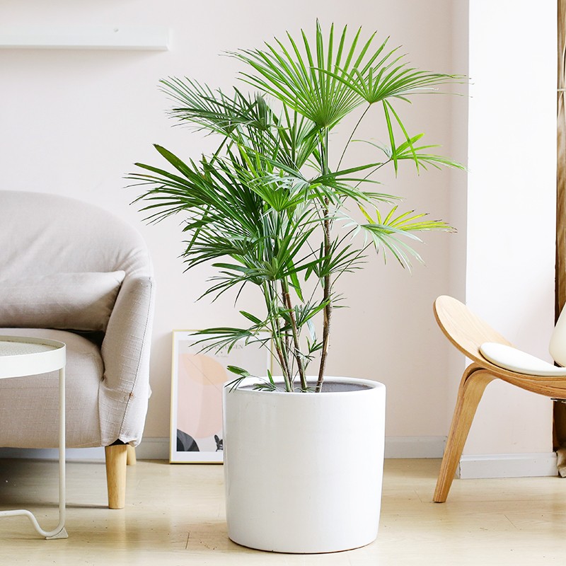 金山棕竹养护指南 低调奢华的家居绿植